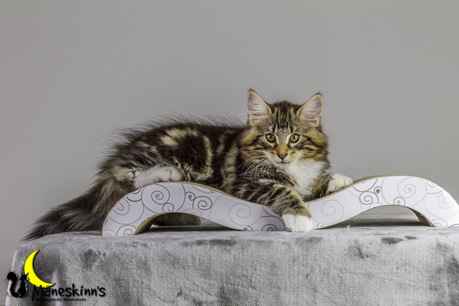 Conran (83 Tage alt)