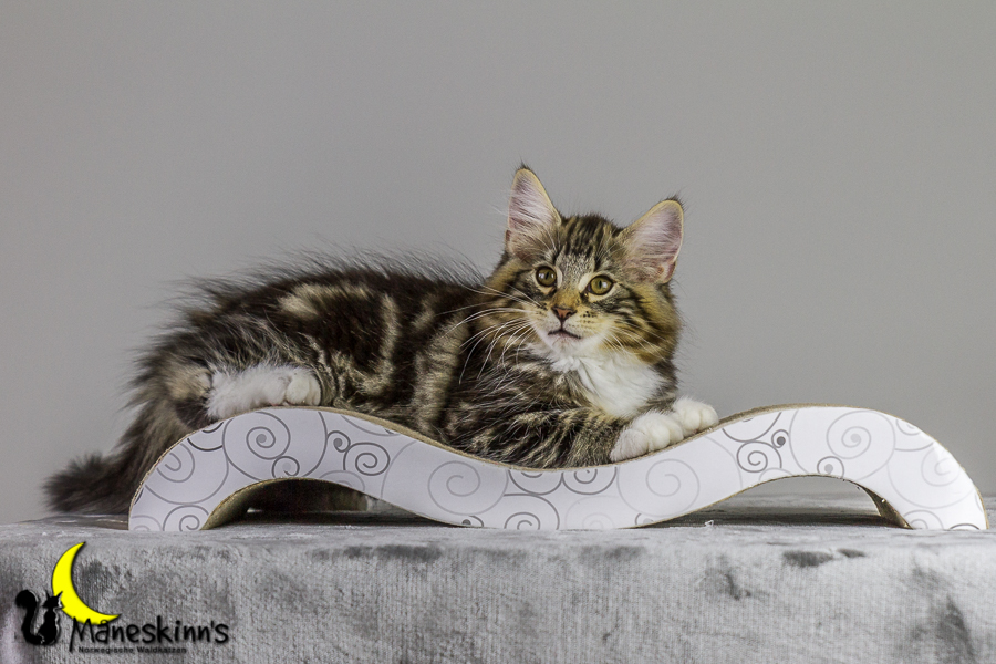 Conran (83 Tage alt)