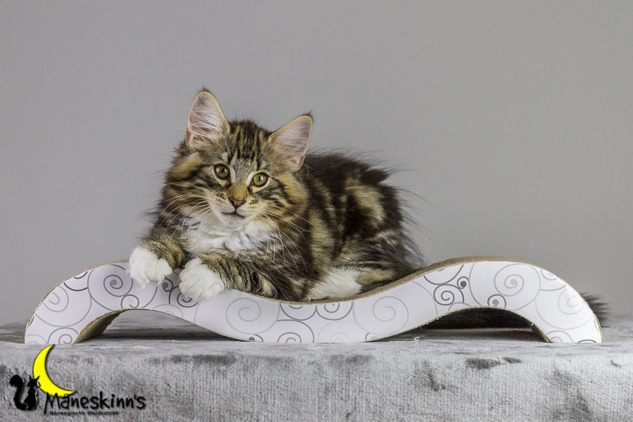 Conran (83 Tage alt)