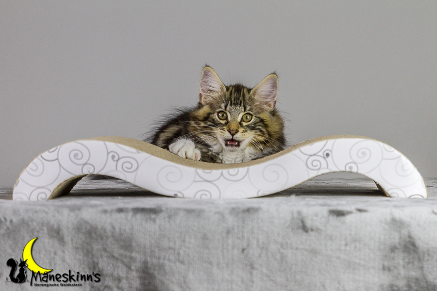 Conran (83 Tage alt)