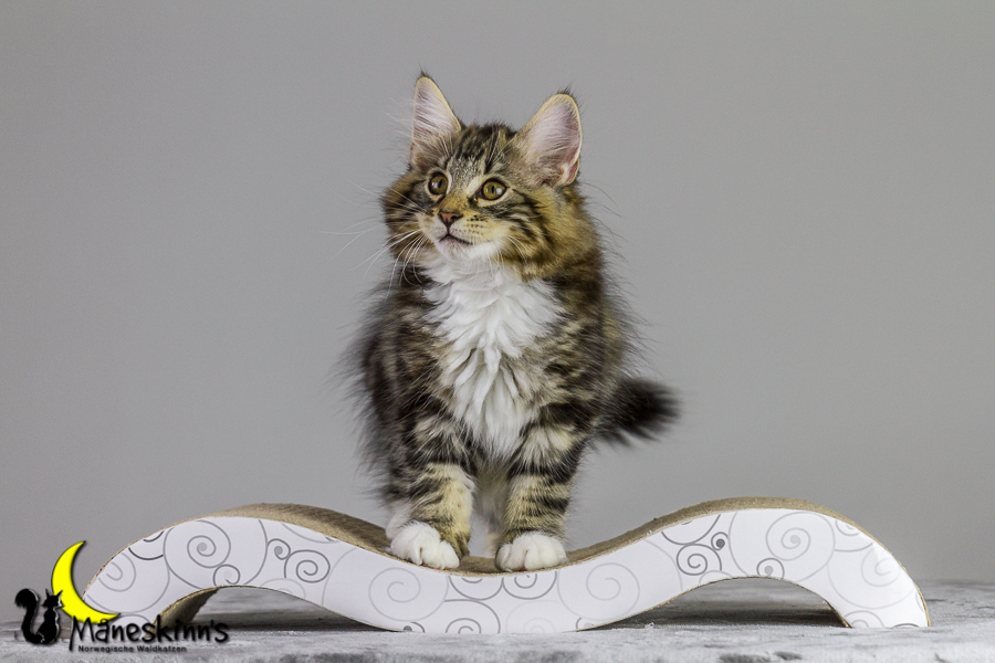 Conran (83 Tage alt)