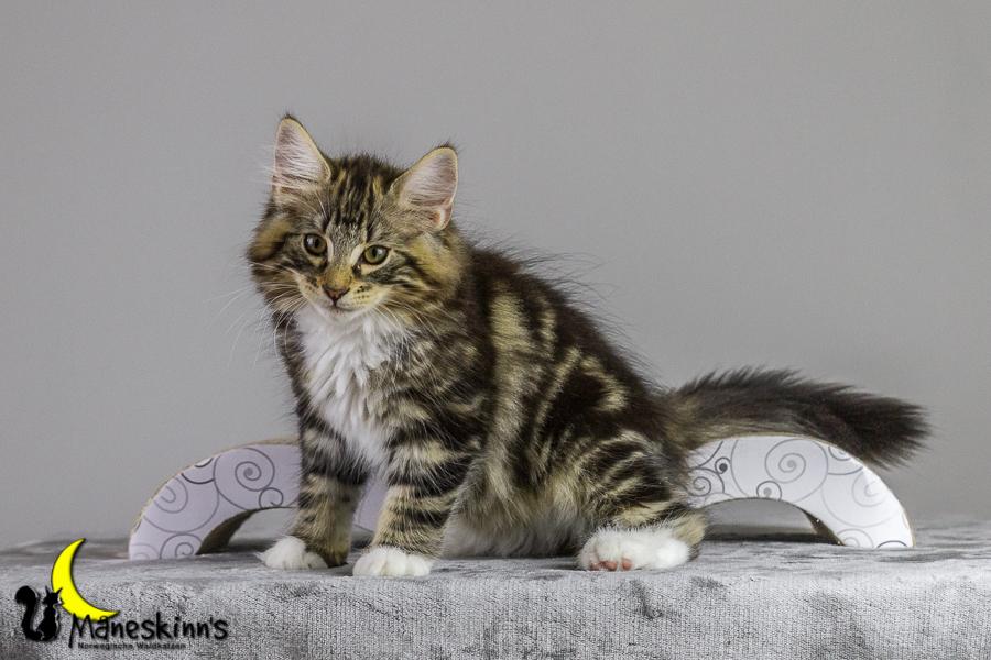 Conran (83 Tage alt)