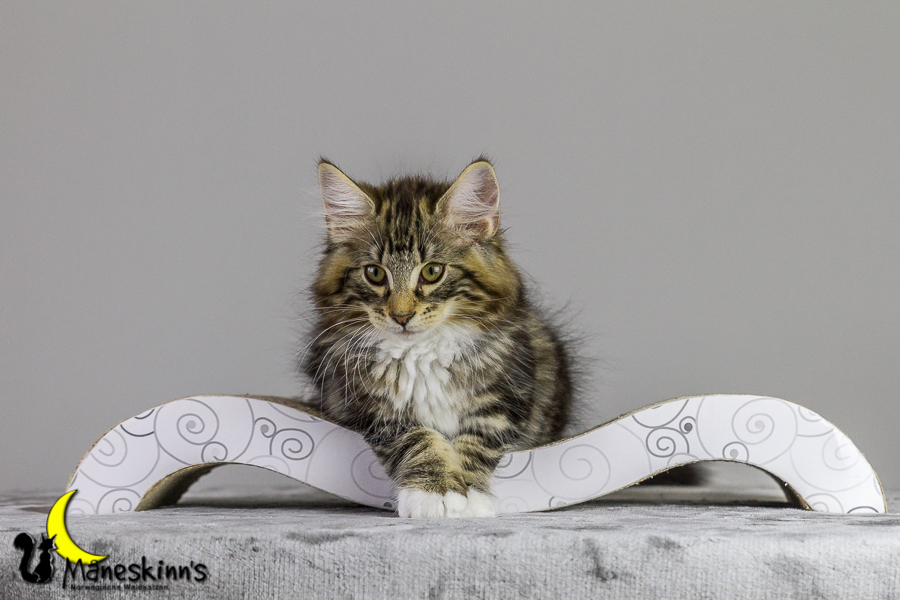 Conran (83 Tage alt)