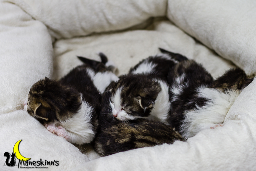 Wurf C (13 Tage alt)