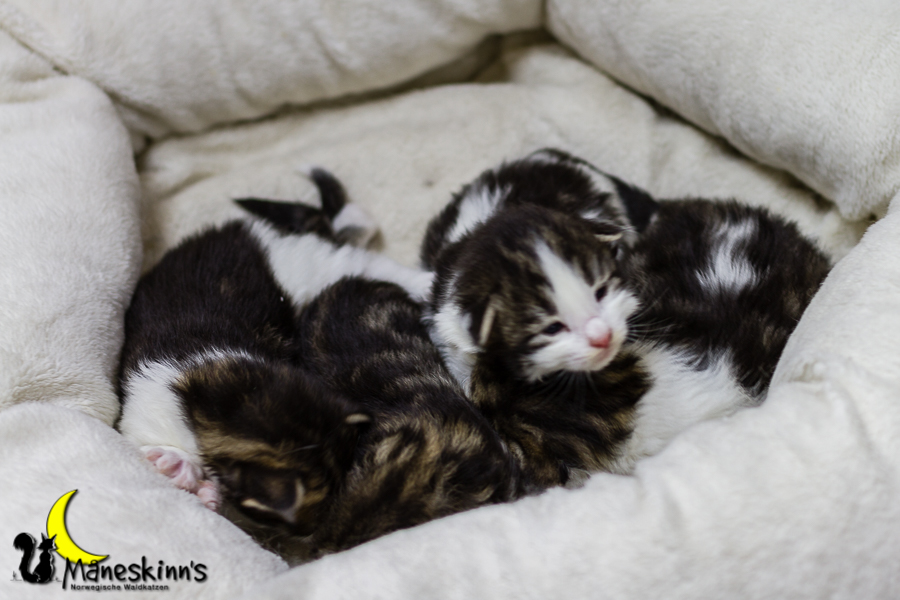 Wurf C (13 Tage alt)