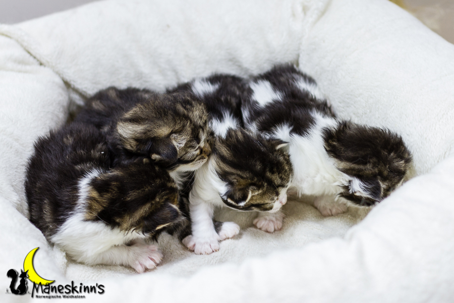 Wurf C (13 Tage alt)