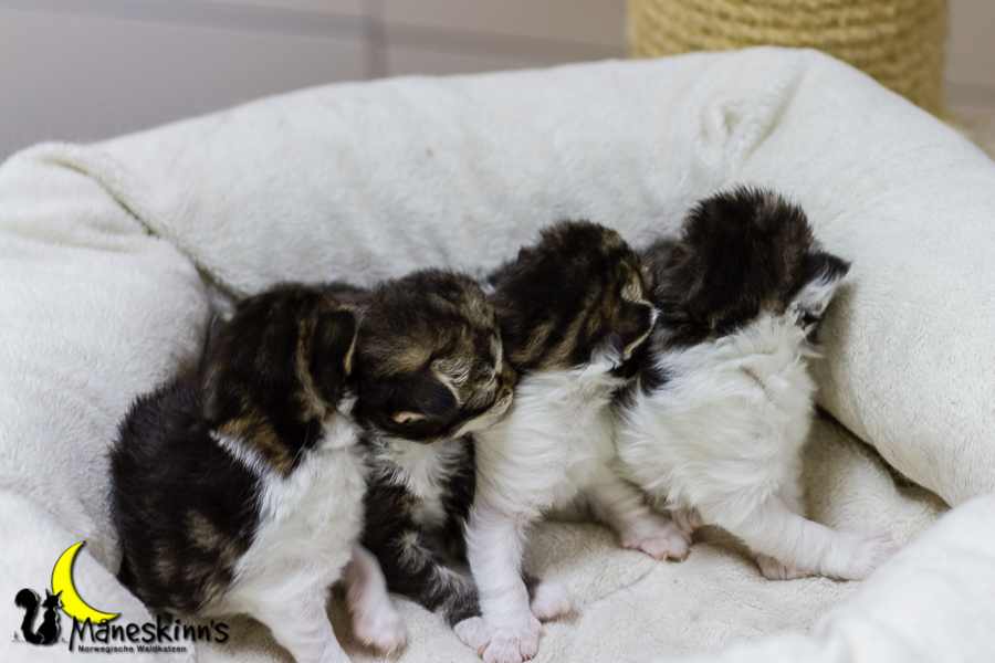 Wurf C (13 Tage alt)