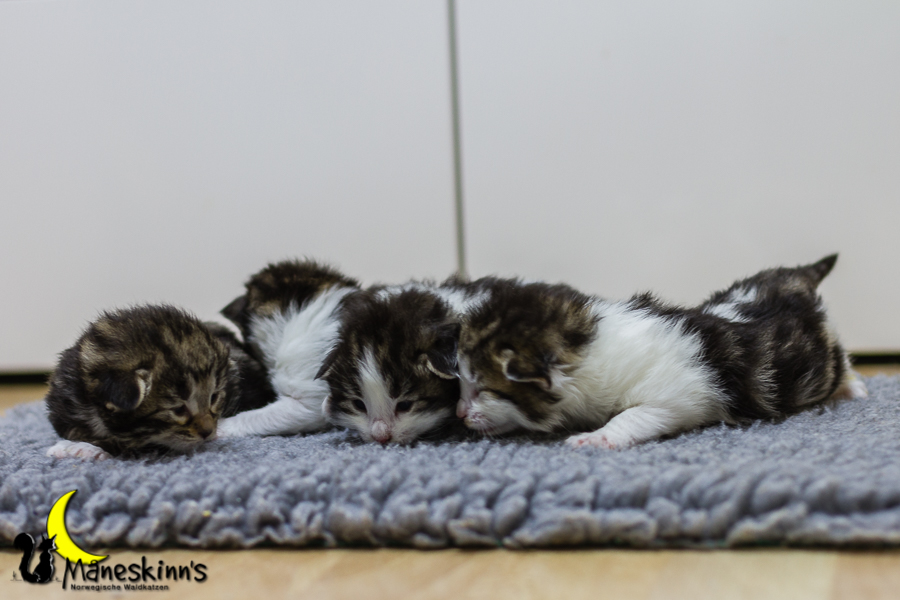 Wurf C (13 Tage alt)