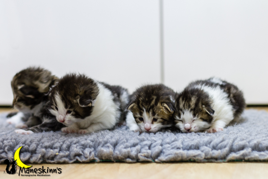 Wurf C (13 Tage alt)