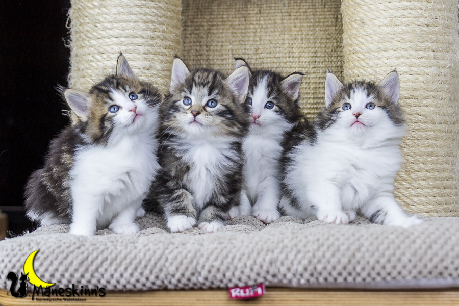 Wurf C (34 Tage alt)