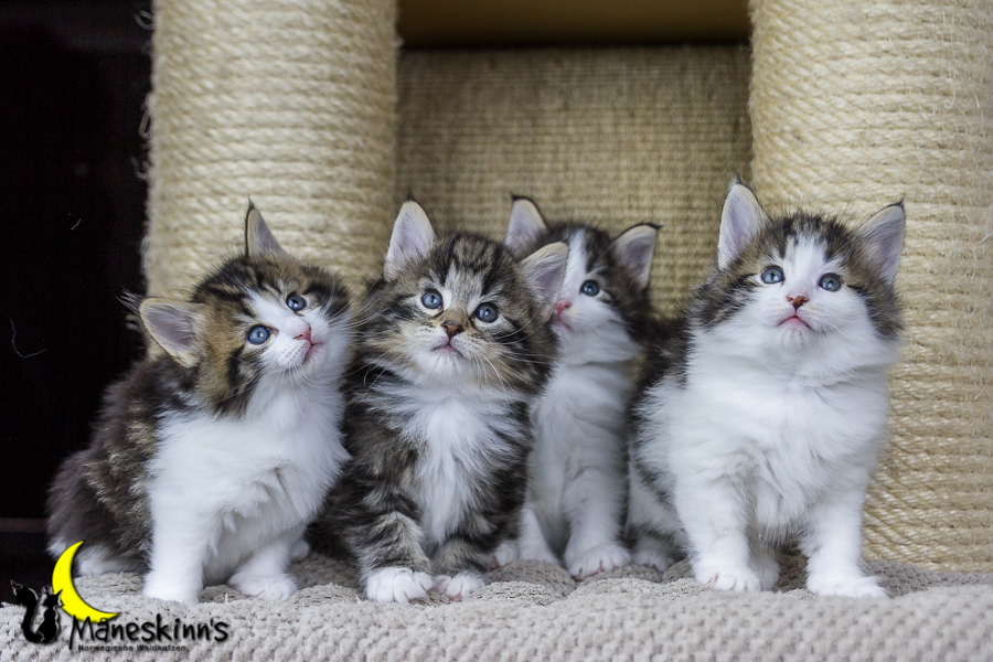 Wurf C (34 Tage alt)