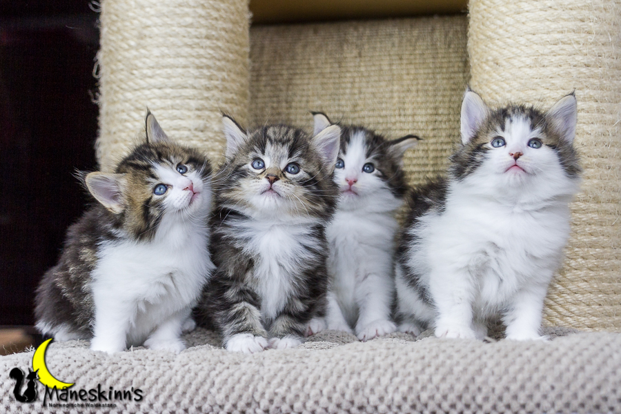 Wurf C (34 Tage alt)