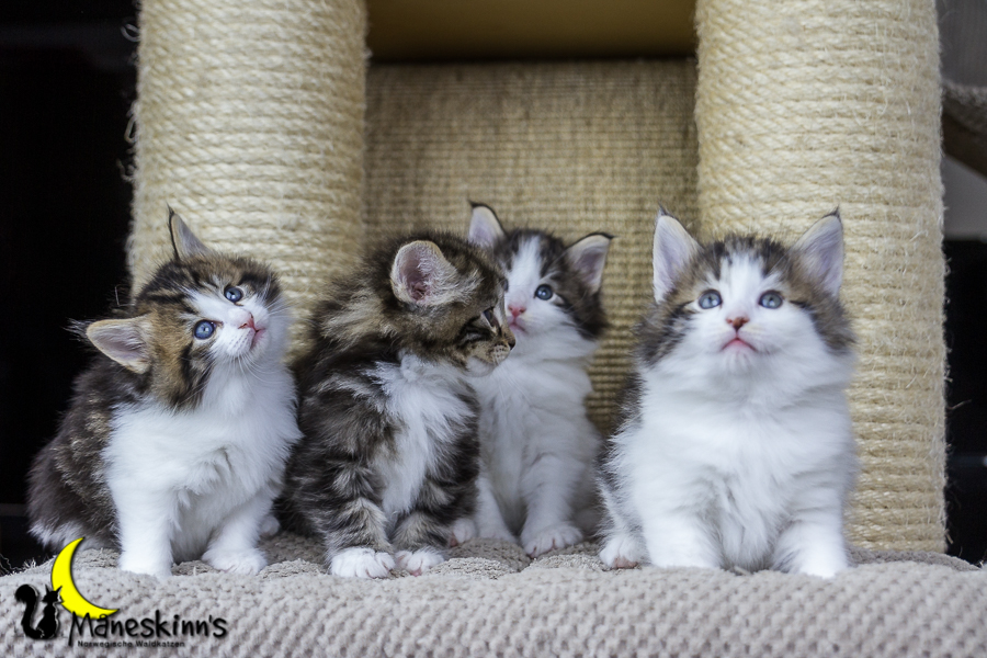 Wurf C (34 Tage alt)