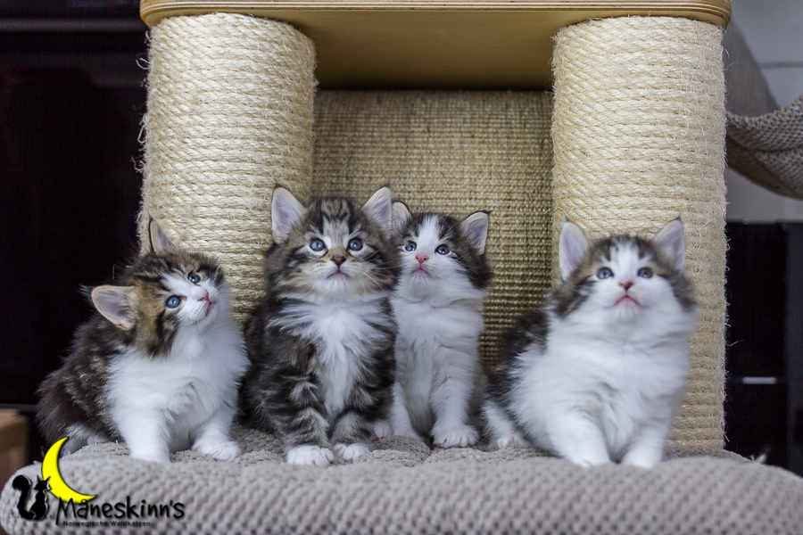 Wurf C (34 Tage alt)