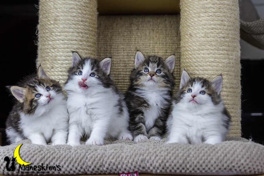 Wurf C (34 Tage alt)