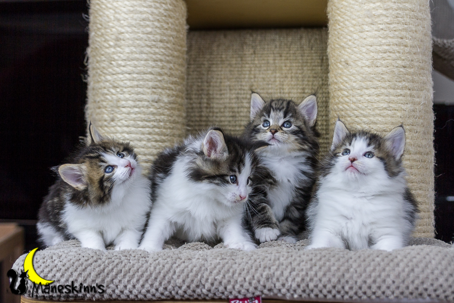 Wurf C (34 Tage alt)