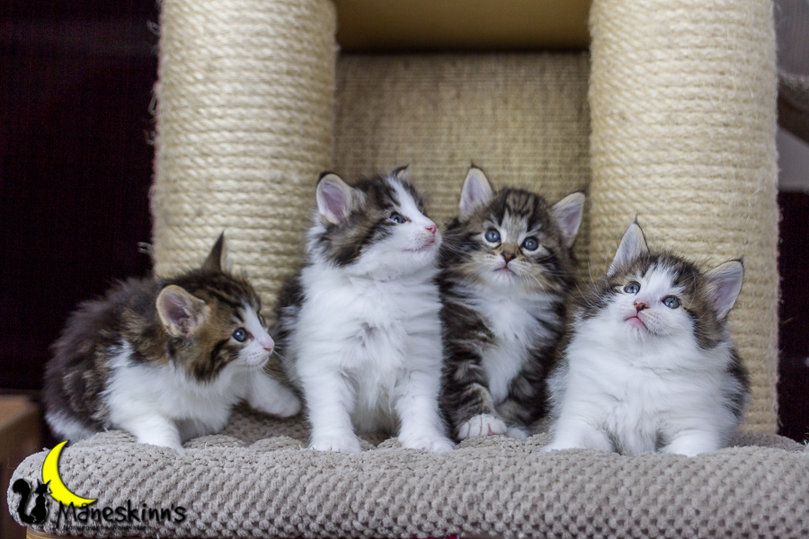 Wurf C (34 Tage alt)