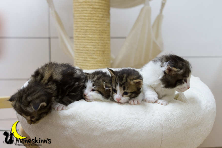 Wurf C (20 Tage alt)