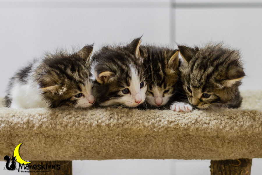 Wurf C (27 Tage alt)