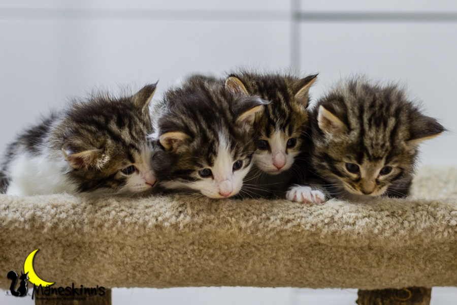 Wurf C (27 Tage alt)