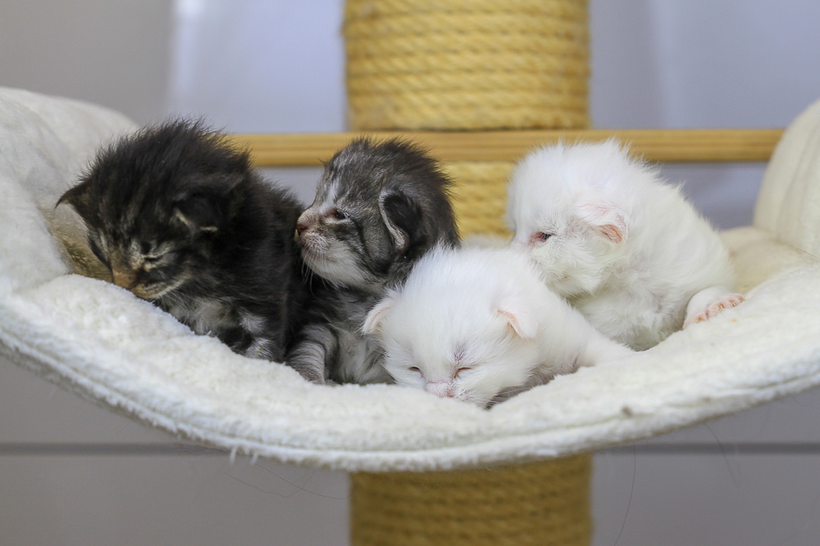 Wurf E (15 Tage alt)