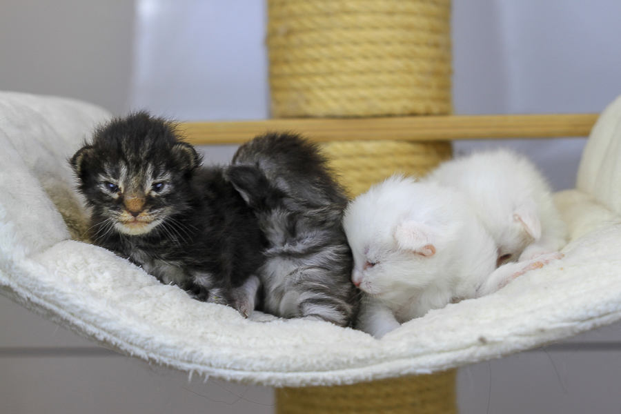 Wurf E (15 Tage alt)