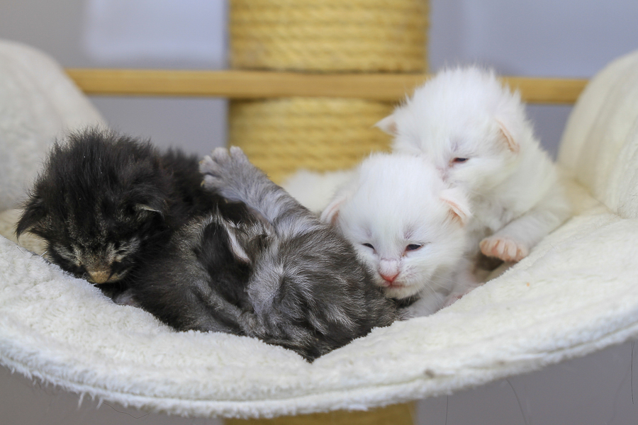 Wurf E (15 Tage alt)