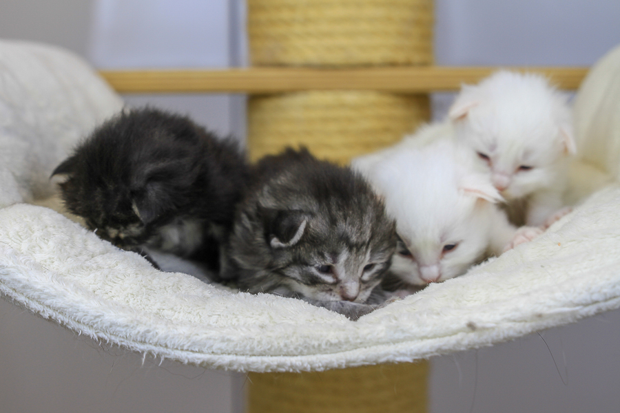 Wurf E (15 Tage alt)