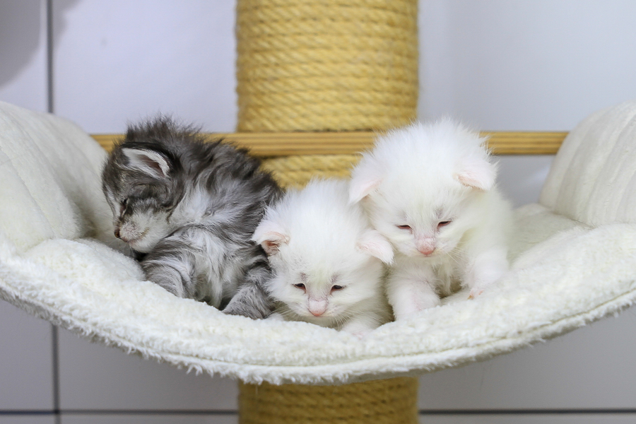 Wurf E (21 Tage alt)