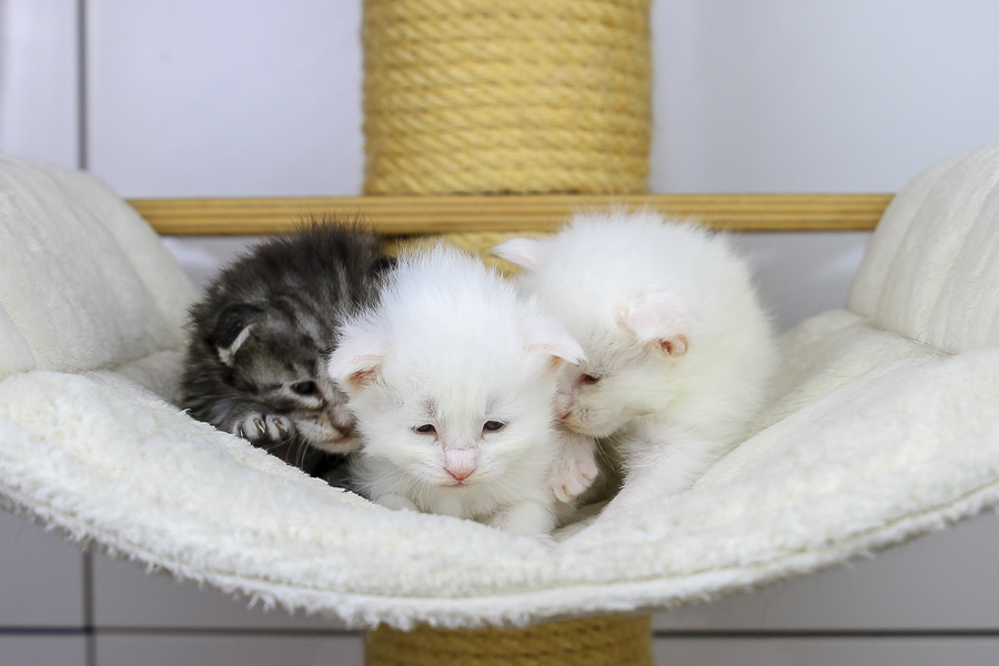 Wurf E (21 Tage alt)