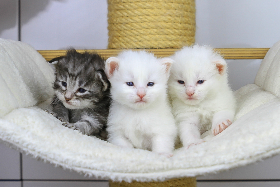 Wurf E (21 Tage alt)