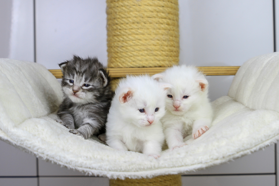 Wurf E (21 Tage alt)