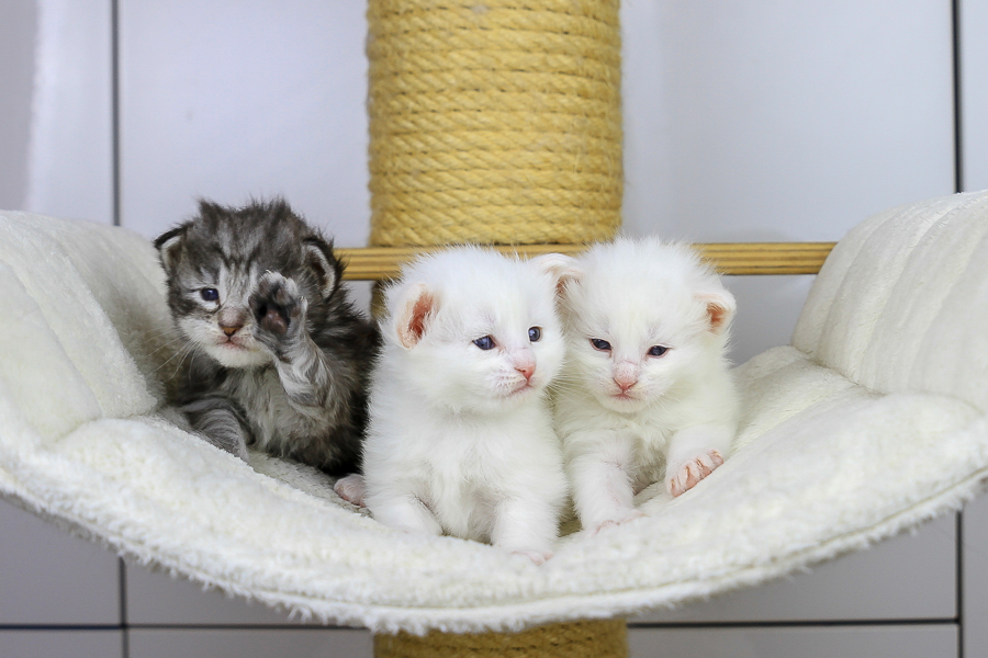 Wurf E (21 Tage alt)