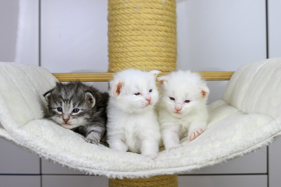 Wurf E (21 Tage alt)