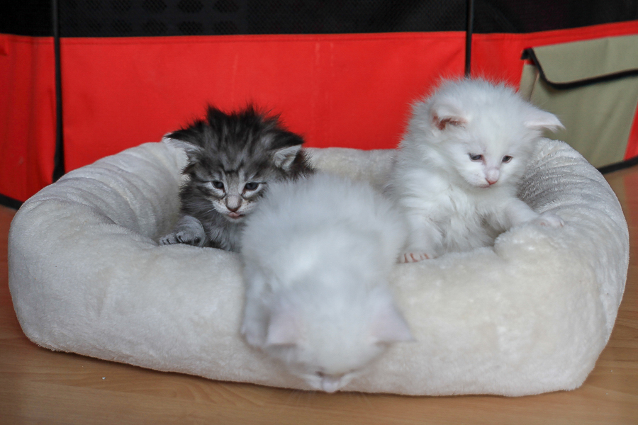 Wurf E (29 Tage alt)