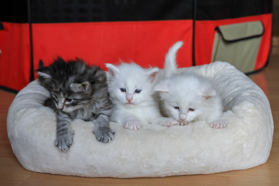 Wurf E (29 Tage alt)