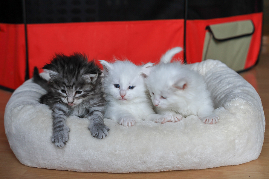 Wurf E (29 Tage alt)