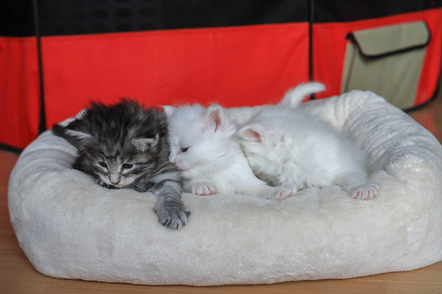 Wurf E (29 Tage alt)