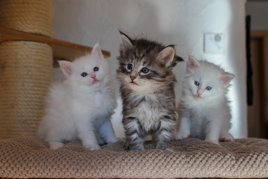 Wurf E (36 Tage alt)