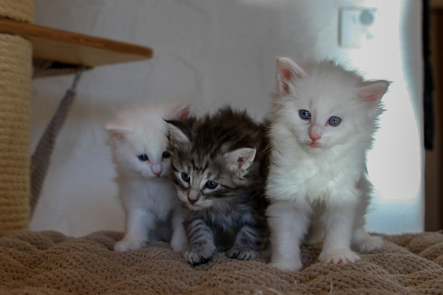 Wurf E (36 Tage alt)