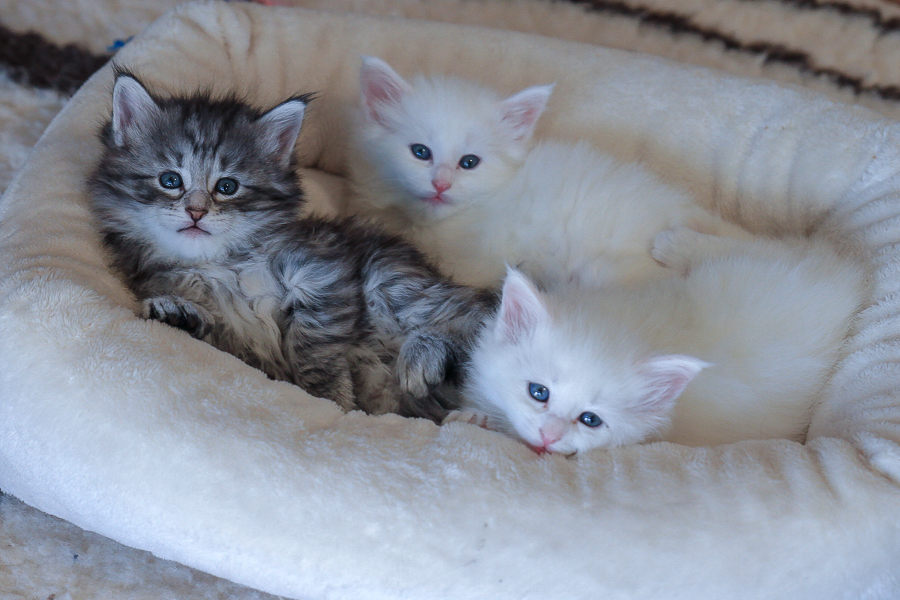 Wurf E (36 Tage alt)