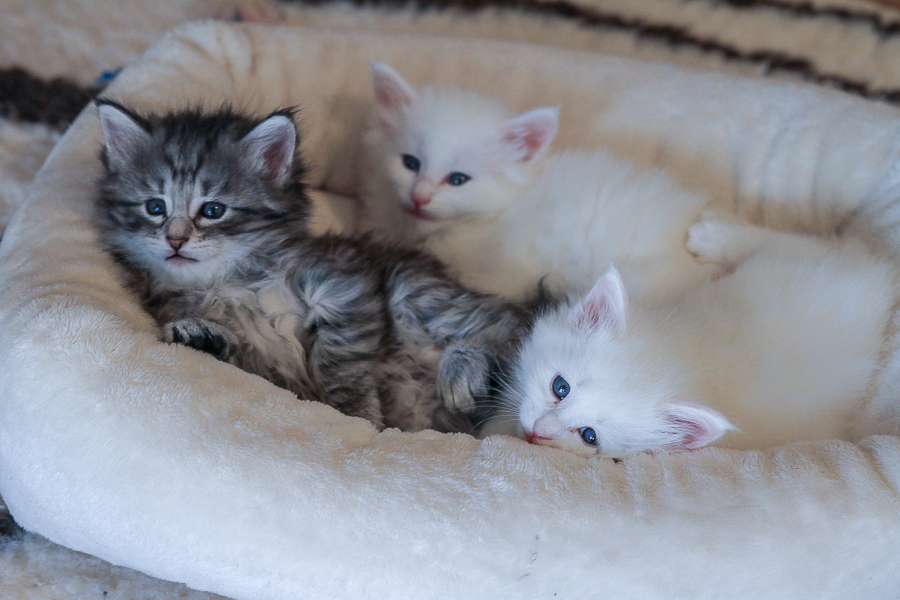 Wurf E (36 Tage alt)