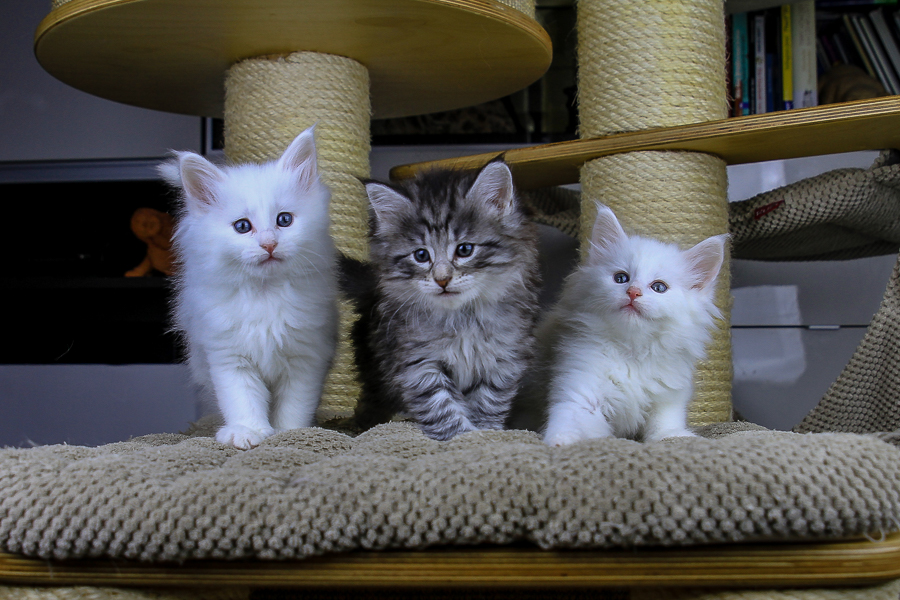 Wurf E (43 Tage alt)