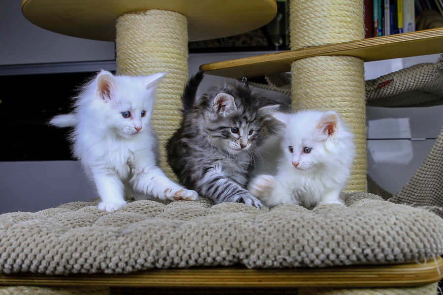 Wurf E (43 Tage alt)