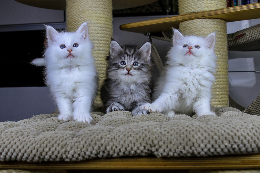 Wurf E (43 Tage alt)