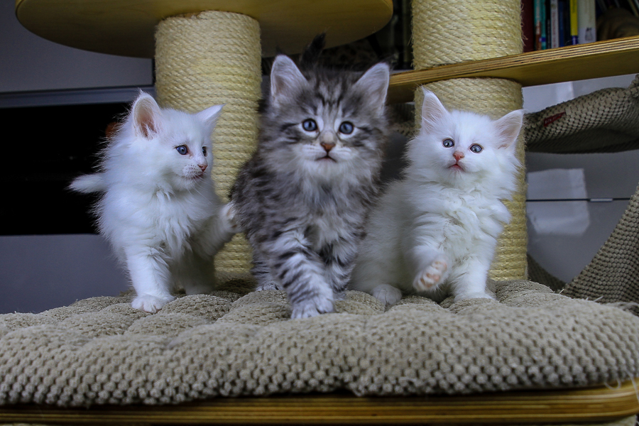 Wurf E (43 Tage alt)