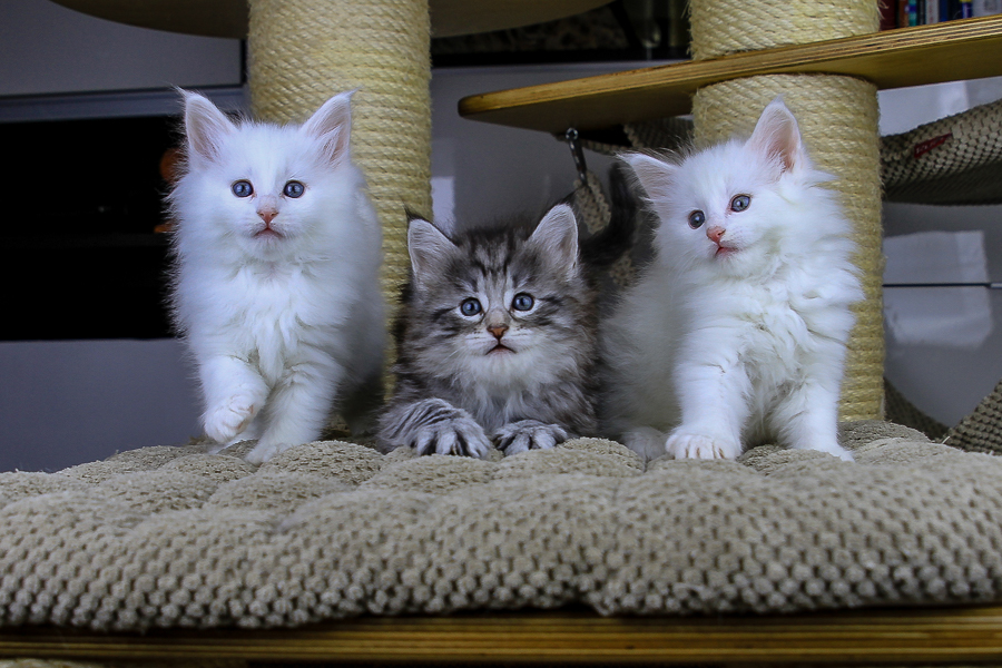 Wurf E (43 Tage alt)