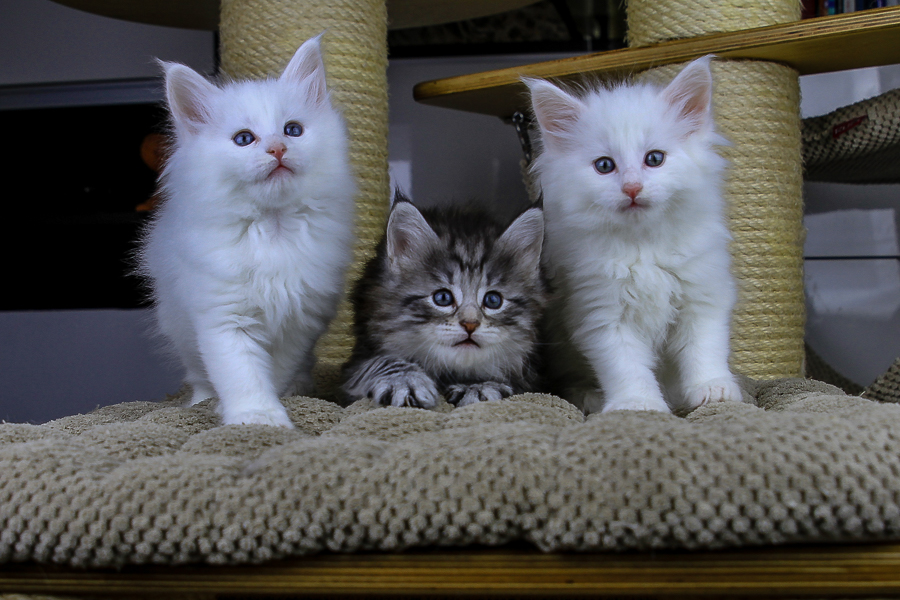 Wurf E (43 Tage alt)