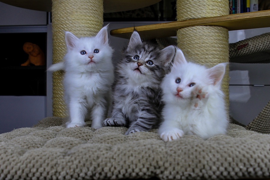 Wurf E (43 Tage alt)