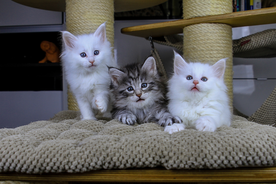 Wurf E (43 Tage alt)